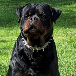 Rameses - Rottweiler