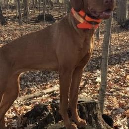 Vizslas from Virginia Vizslas LLC