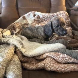 Dachshund Puppies from Willow Weiner Ranch
