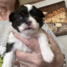 Niki - Black and white female Chihuahua puppy in Tecumseh, Oklahoma from Callie’s Happy Chihuahuas, Callie’s Happy Treasures LLC