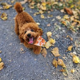 Cavapoo, Maltese, Maltipoo, and Poodle Puppies from Mt.BakerPoodles&Doodles