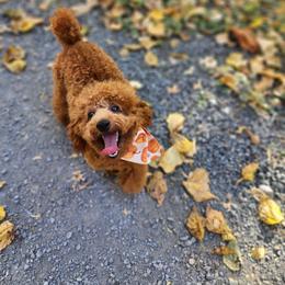 Cavapoo, Maltese, Maltipoo, and Poodle Puppies from Mt.BakerPoodles&Doodles