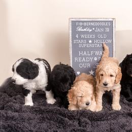 Bernedoodle Puppies from Sugarcreek Haven Bernedoodles