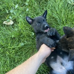 Dutch Shepherd and xDutch Shepherd Puppies from Raw Nature K9