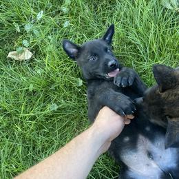 Dutch Shepherd and xDutch Shepherd Puppies from Raw Nature K9