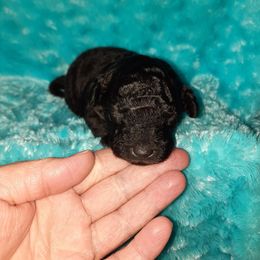 Poodle Puppies from Bea Legend Toy and Mini Poodles