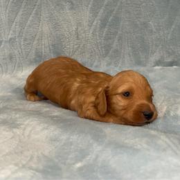 Theodore- AKC - Red male Dachshund puppy in Gainesville, Texas from Diamond B Doxies