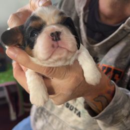 Cavalier King Charles Spaniel Puppies from Heavenly Cavaliers