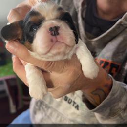 Cavalier King Charles Spaniel Puppies from Heavenly Cavaliers