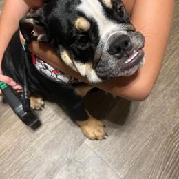Bulldog Puppies from BUBBABULL