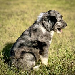 Aussiedoodle, Miniature Australian Shepherd, and Poodle Puppies from Classic K9’s  Aussies, Poodles & Doodles