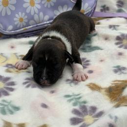 Male 3 - Brindle and white male Staffordshire Bull Terrier puppy in Lakeland, Florida from English Creek Staffords