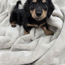 Dachshund Puppies from Yadkindale Kennel