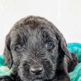 Golden Aussiedoodles, Goldendoodles, and Poodles from Kama'aina Doodles