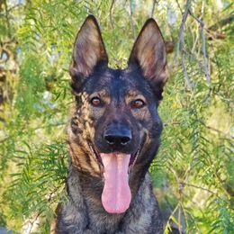 Atia - German Shepherd