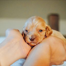 Orange Collar - Buff male Cockapoo puppy in Missoula, Montana from Big Sky Cockapoos