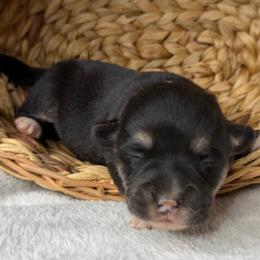 Wanda - Black and tan female American Corgi puppy in Grants Pass, Oregon from KnR Antler Dogs