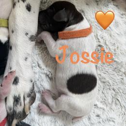 Girl 2 - female German Shorthaired Pointer puppy in Conroe, Texas from The Tipsy Rabbit