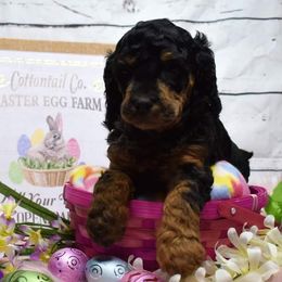 Poodles from Saturnalia Kennels