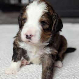 Blue - Tri-color male Bernedoodle puppy in Connecticut from Valley View Doodles