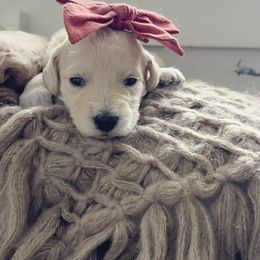 Grumpy - Cream female Goldendoodle puppy in Windsor, Colorado from Sixth Day Kind