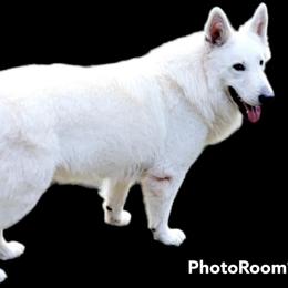 Yeti - Berger Blanc Suisse