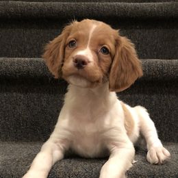 Brittany Puppies from Sandstone Brittanys