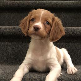 Brittany Puppies from Sandstone Brittanys