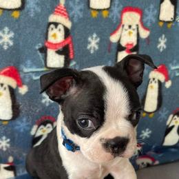 Boston Terriers from Boyd’s Boston Babies