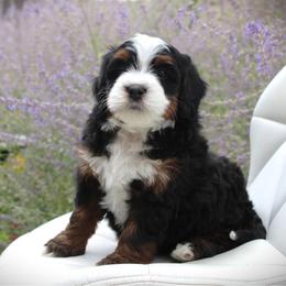 Waffles - Tri-color male Bernedoodle puppy in Eagle Mountain, Utah from Fur Real Puppies.