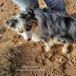 Walker - Miniature Australian Shepherd