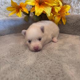 Female 1 - White female Pomsky puppy in Bucyrus, Missouri from Hill Top Pomskies