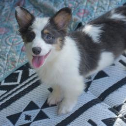 Midnight - Fluffy - Gray and white female American Corgi puppy in Lithia, Florida from Diamondcrest Inc
