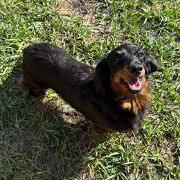 Peyton - Dachshund