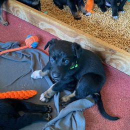 Belgian Malinois and Working Cross Puppies from L G Kennels