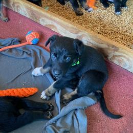 Belgian Malinois and Working Cross Puppies from L G Kennels