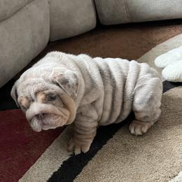 Bulldog Puppies from Gavier’s Classy Bulldogs
