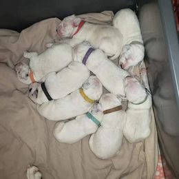 Dalmatian Puppies from Mid-Michigan Dalmatians