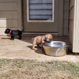 Cane Corso Puppies from Rosalez Kennel