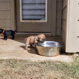 Cane Corso Puppies from Rosalez Kennel