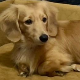 Hercules - Dachshund