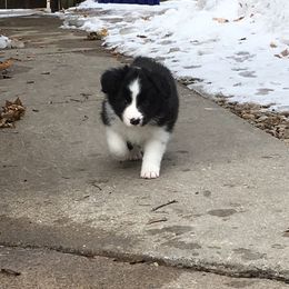 Border Collie Puppies from Bold North Border Collies