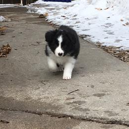 Border Collie Puppies from Bold North Border Collies