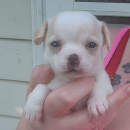 Quinn - Cream and white female Chihuahua puppy in Ashtabula, Ohio from Paw's & Awe's Chihuahuas