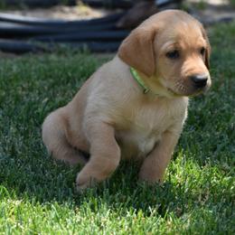 Green Collar - Yellow Labrador Retriever puppy in Sandy, Utah from Kristen's Labs