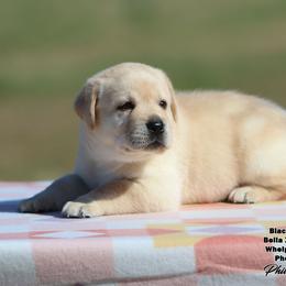 Bella - Boy 1 - Yellow male Labrador Retriever puppy in Point, Texas from Lakylu Kennels