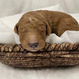 Goldendoodle Puppies from Cozy Creek Doodles