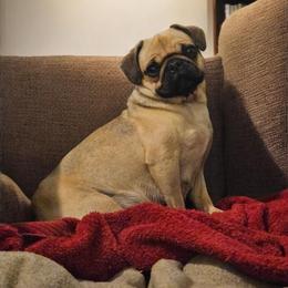 Dolly - Pug