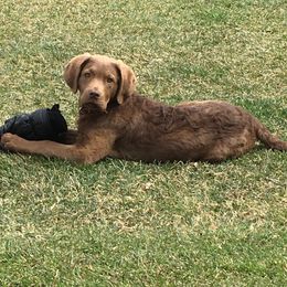 Chesapeake Bay Retriever Puppies from Rebecca's Bay Retrievers