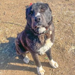 Central Asian Shepherd Dogs from Kuratoro Central Asian Shepherds